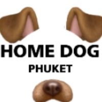 Home dog and clean phuket