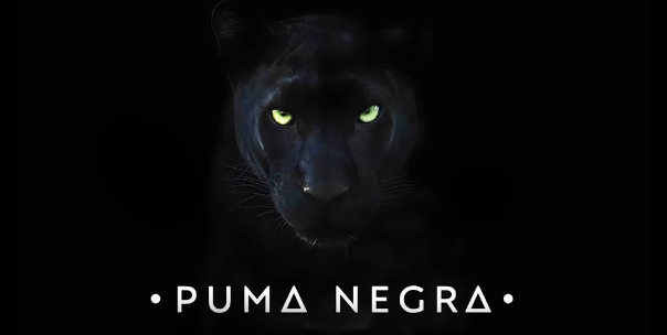 Puma Negra